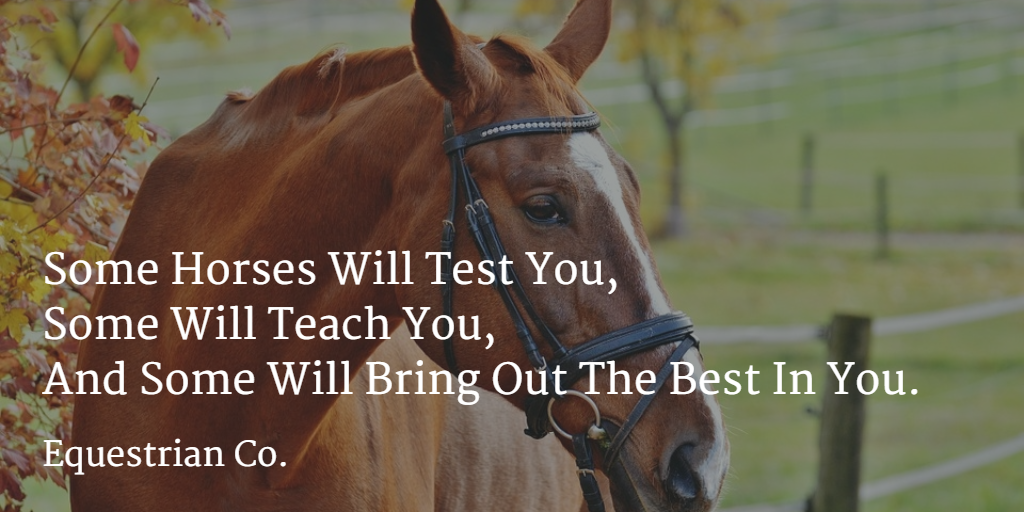 Some horses will test you, some will teach you, and some will bring out the best in you.
