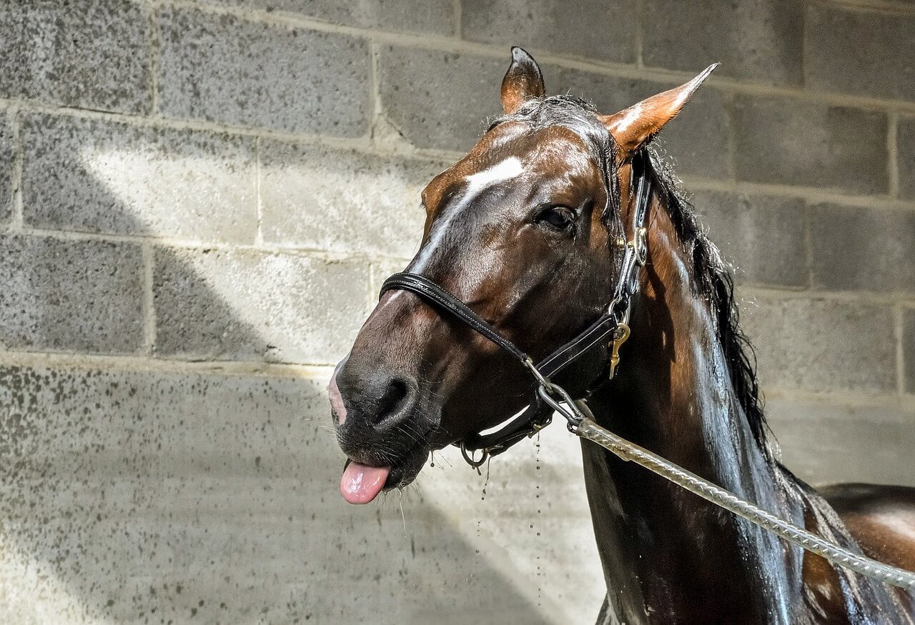 horse enjoying a shower