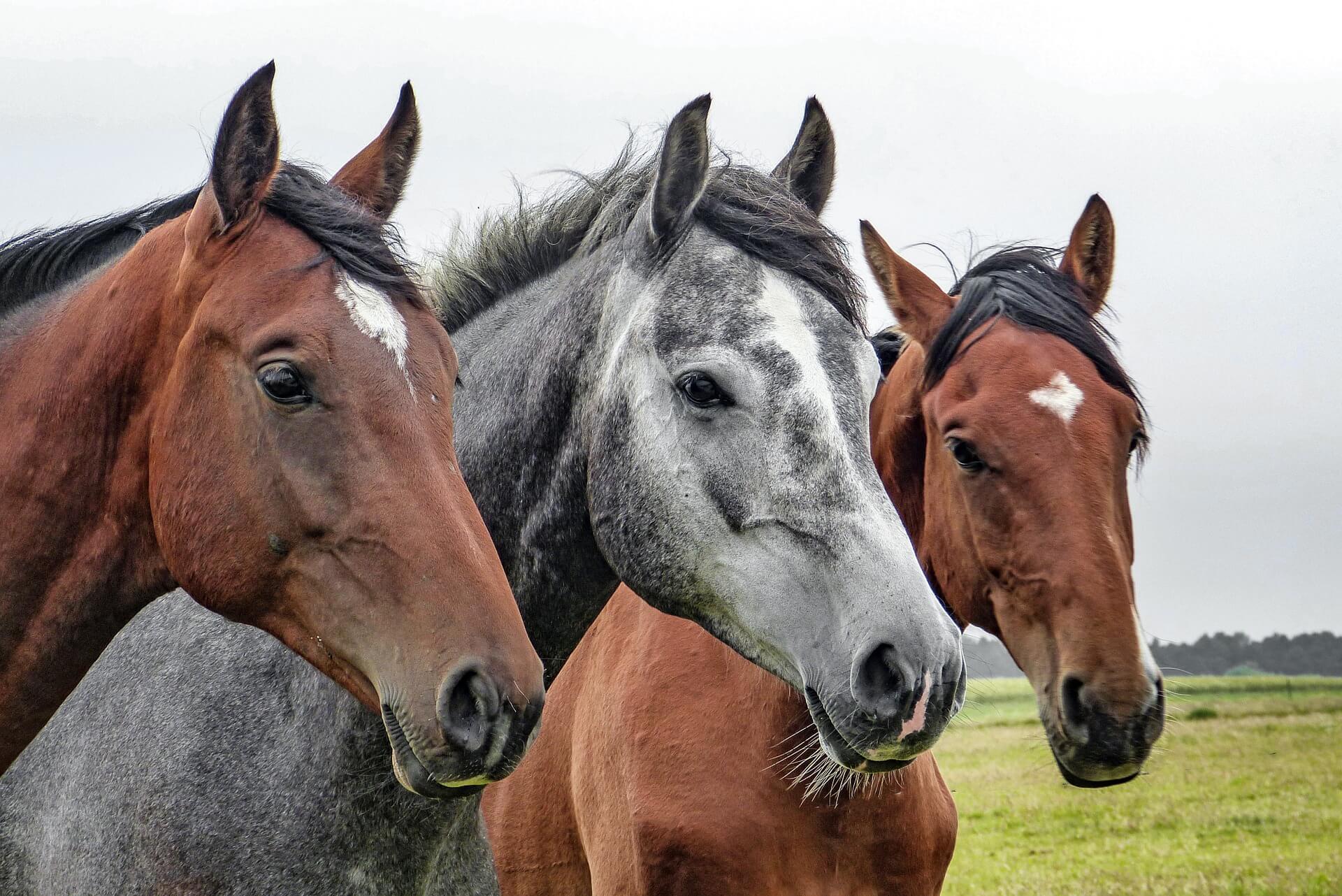 smart horses