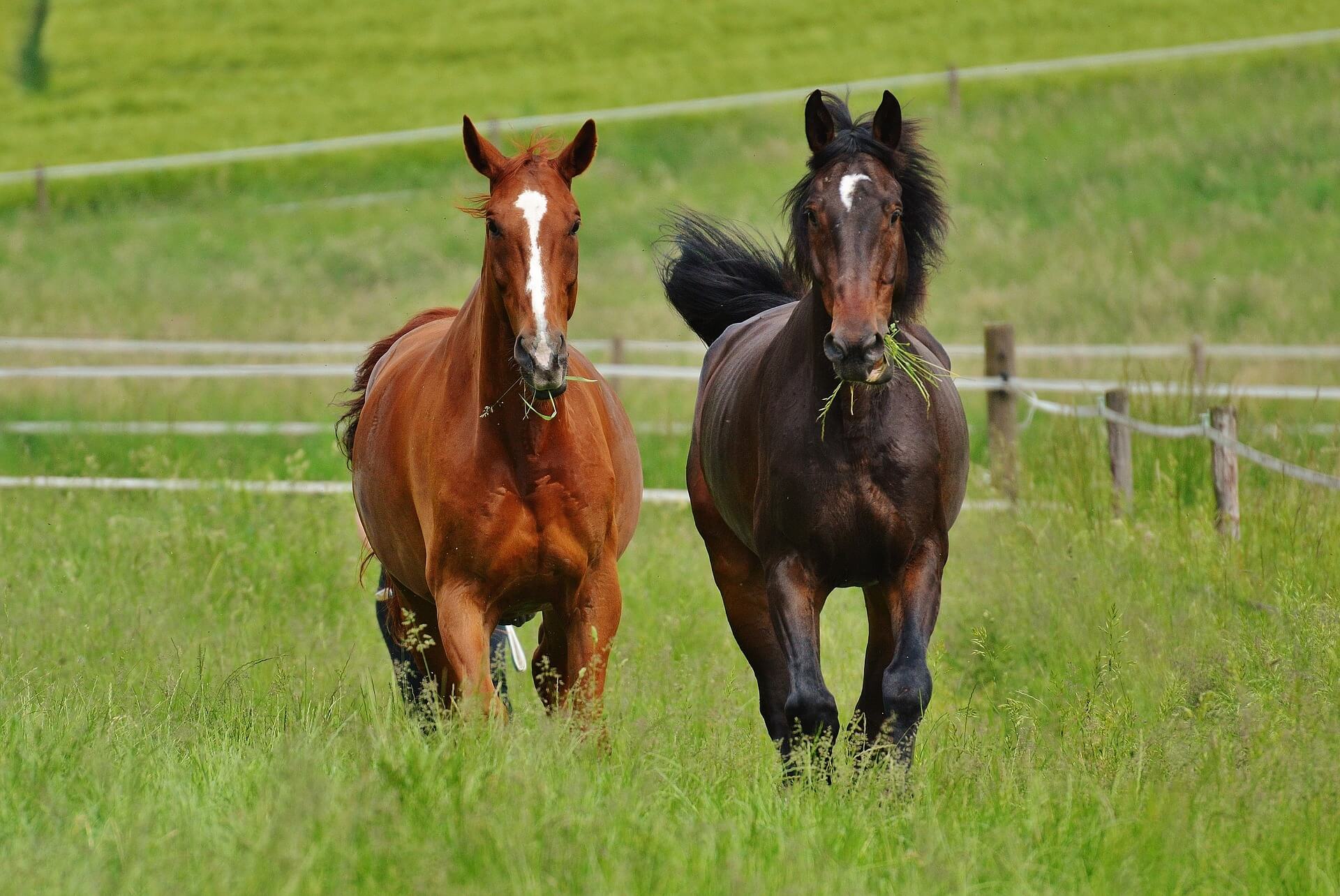 horses in a paddock