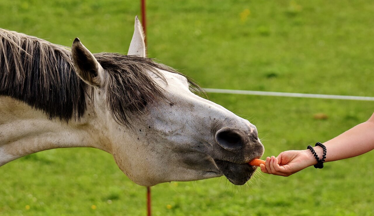 Horse eating a carrot