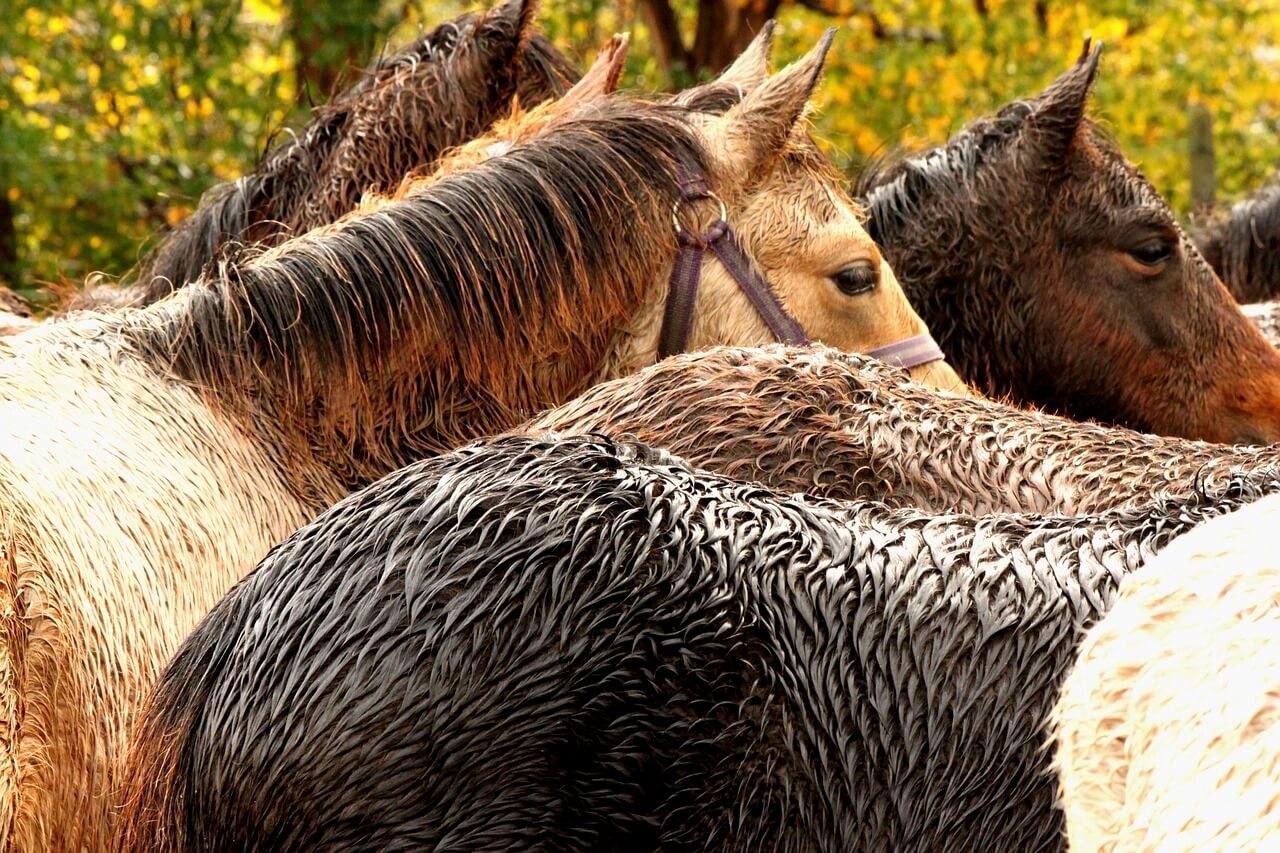 Wet horses