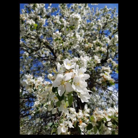 Apple Blossoms