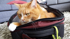 bagages chat