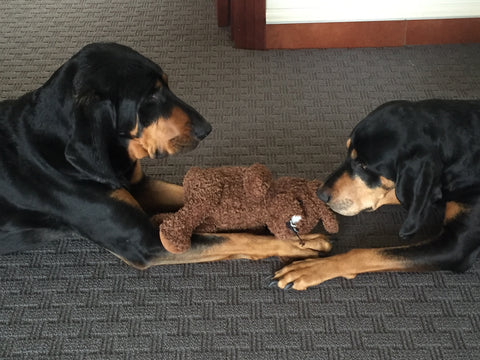 Daisy and Bella are Jurassic Sands Playful Hounds