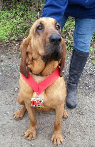 Hound Dog Ludivine with her medal