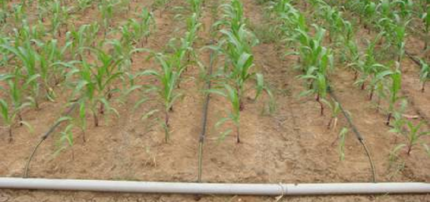 drip irrigation corn india