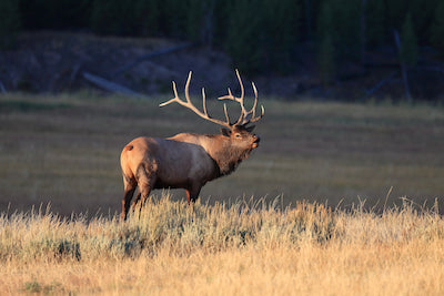 Buck Bone Antler Products - 100% Natural