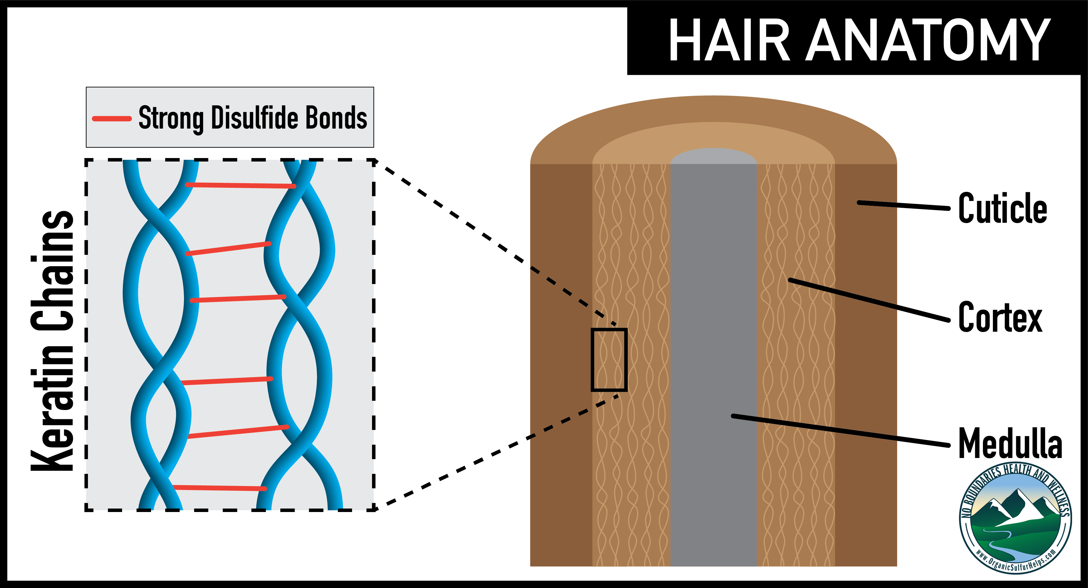 How sulfur helps hair anatomy