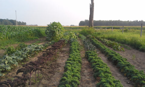 The farm supplies our grocery store with fresh greens, vegetables and herbs