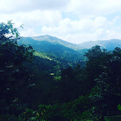 Jamaica's Blue Mountains