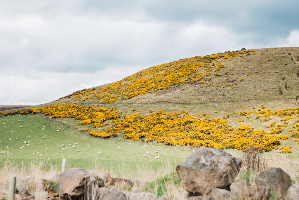 gin-bothy-scottish-landscape