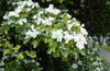 Epimedium Herba