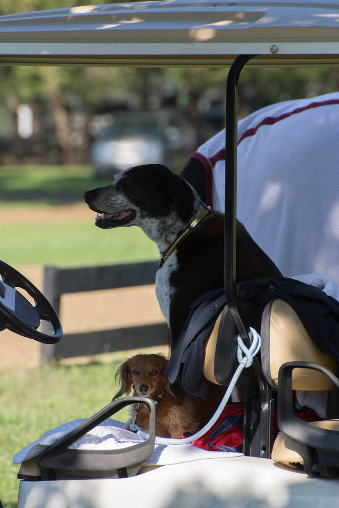 Two dogs wait patiently on a golf cart at a horse show