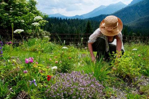 Green pest control for your garden