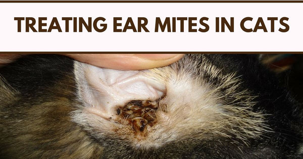are ear mites in cats contagious to dogs