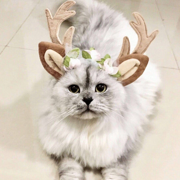 pet reindeer antlers