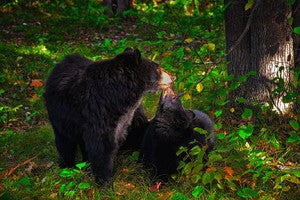 A walk with the smoky mountain bears