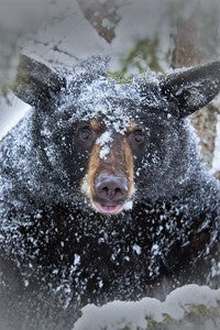 A walk with the smoky mountain bears