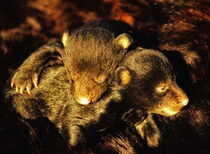 A walk with the smoky mountain bears