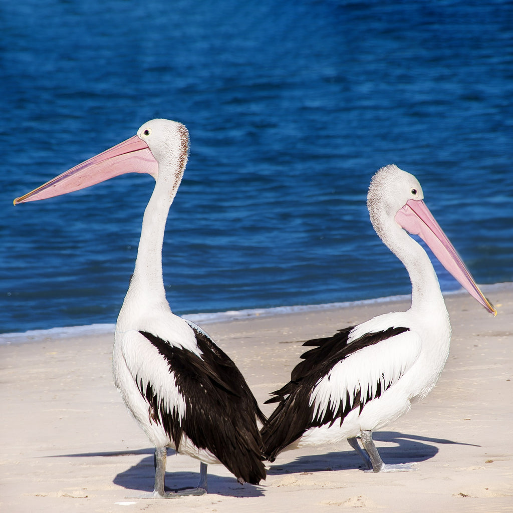 pelicans australia