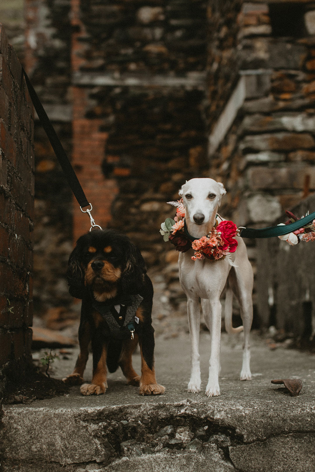 Dogs with wedding flower decorations