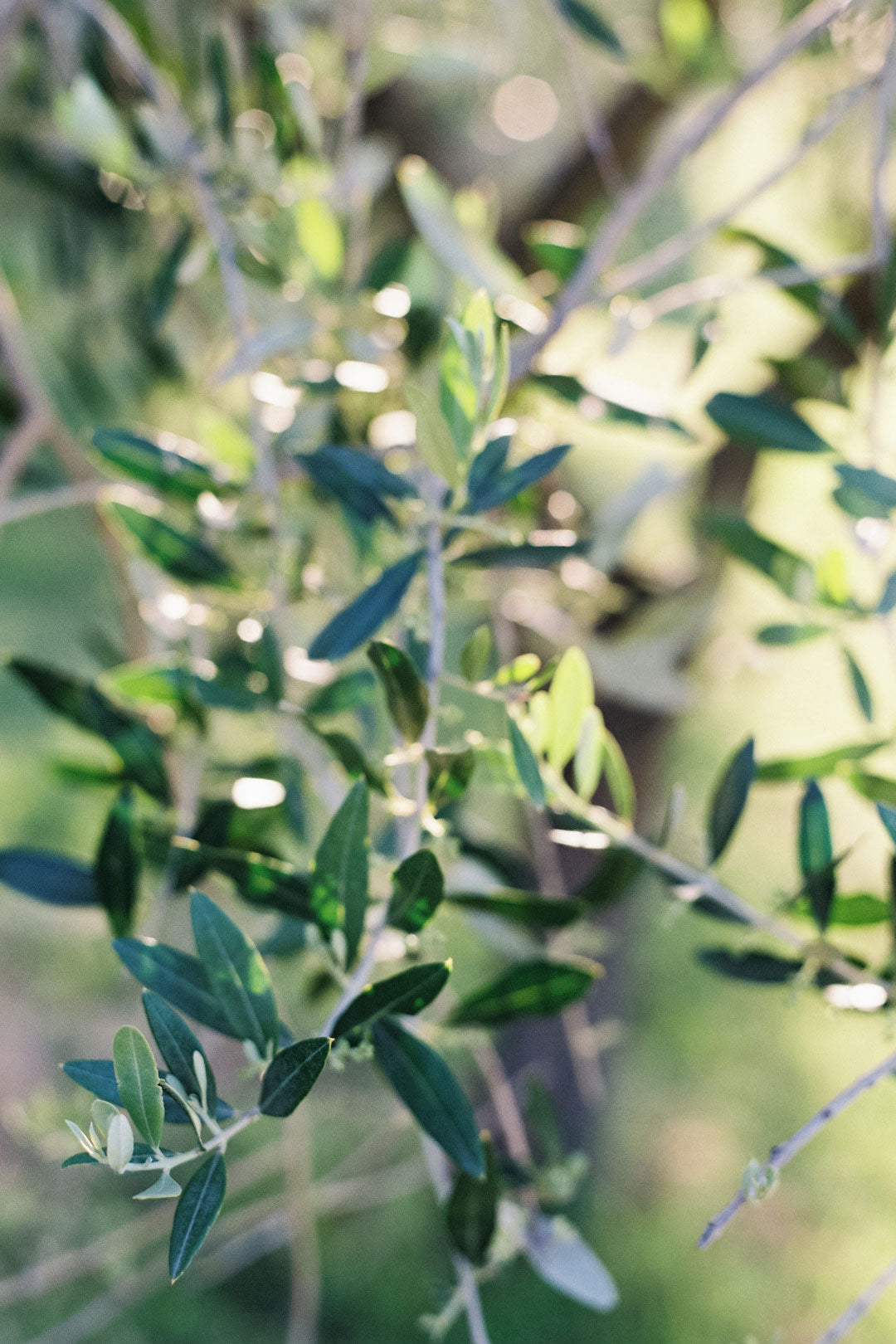 Olive Tree Leaves Italy Villa Destination Wedding