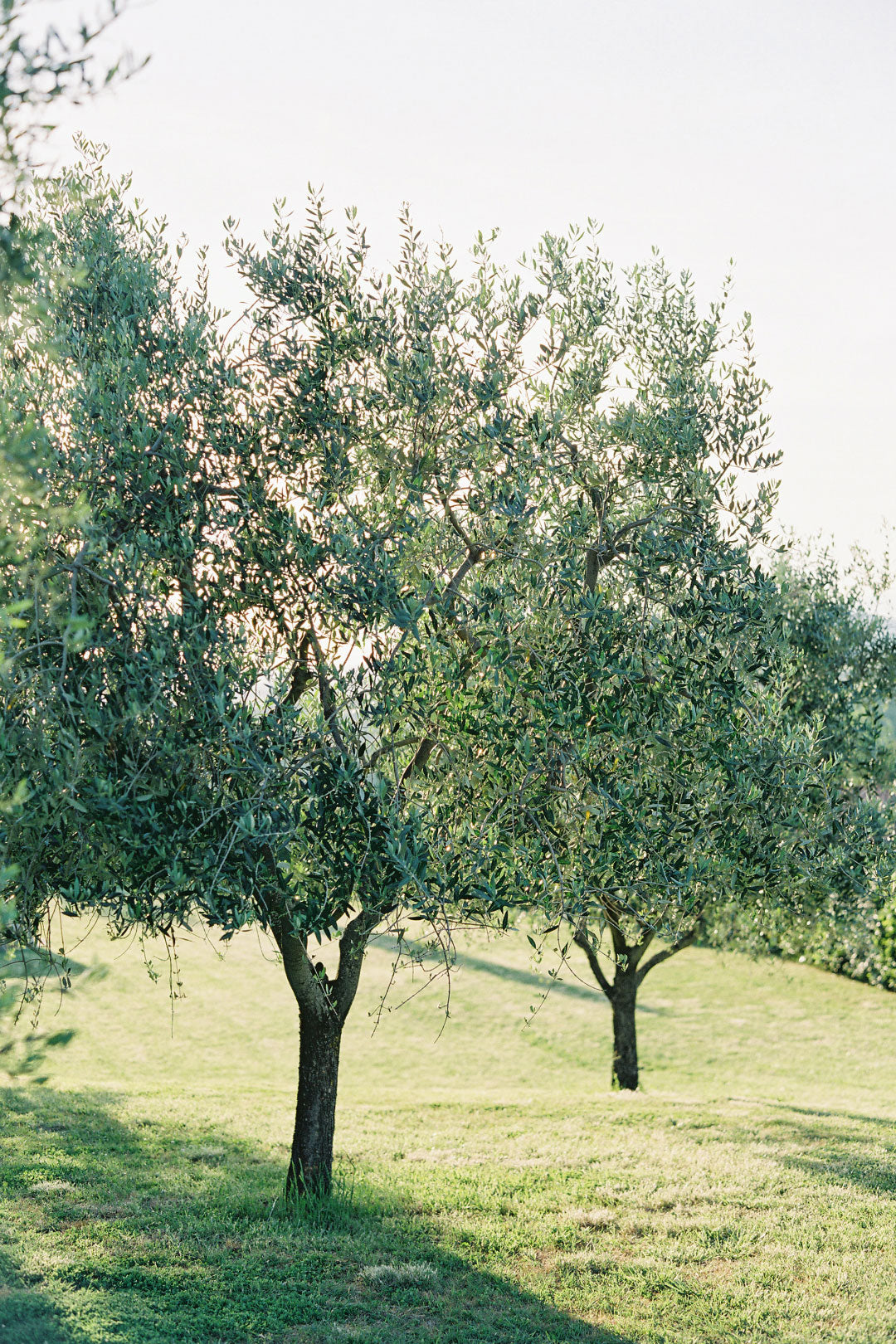 Olive Trees Italian Villa Wedding Desitination