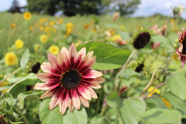 Sams Sunflowers Hayling Island