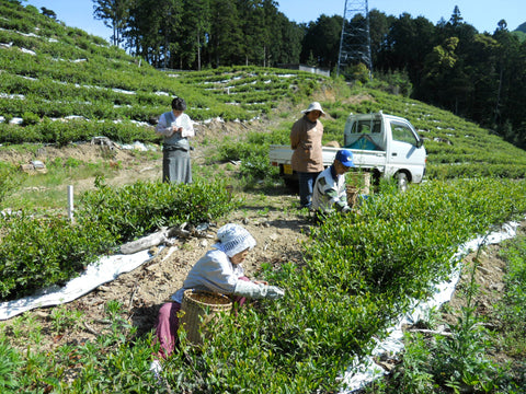 Oishi Tea Farm handpicking black tea on Tsushima Island