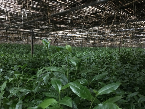 traditional canopy shading