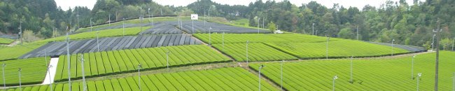 Kyoto Tea Agricultural Cooperative