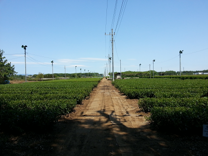 Morita tea garden tea fields