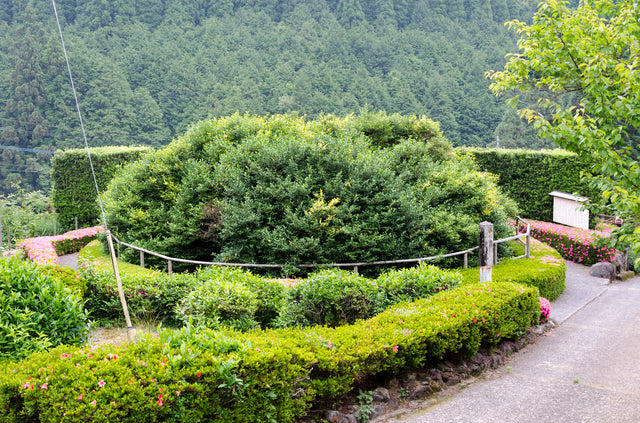 Ureshino tea bush planted by Jinbei Yoshimura