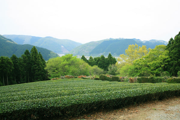Tea Field of Ishinomaki, Miyagi. Monoucha.