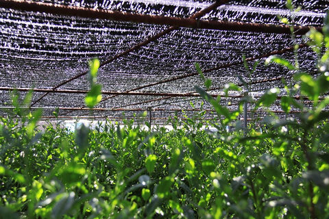 Tencha field with canopy shading