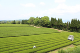 Takarabako Tea Farm in Shimane