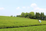 Takarabako Tea Farm in Shimane