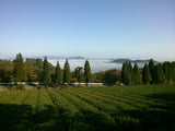 Takarabako Tea Farm in Shimane