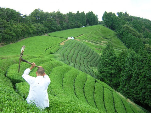 Obubu Tea Kabusecha Tea field