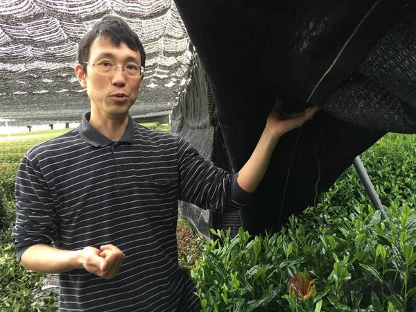 Plastic canopy shading at the Nishide Tea Factory's grower's tea field