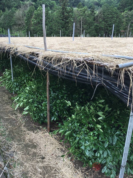 Traditional canopy shading at tea fields used by Yunomi's producer for the Yunomi Factory Direct organic matcha.