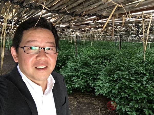 Traditional canopy shading at tea fields used by Yunomi's producer for the Yunomi Factory Direct organic matcha. (Yunomi tea merchant Ian taking a selfie...)
