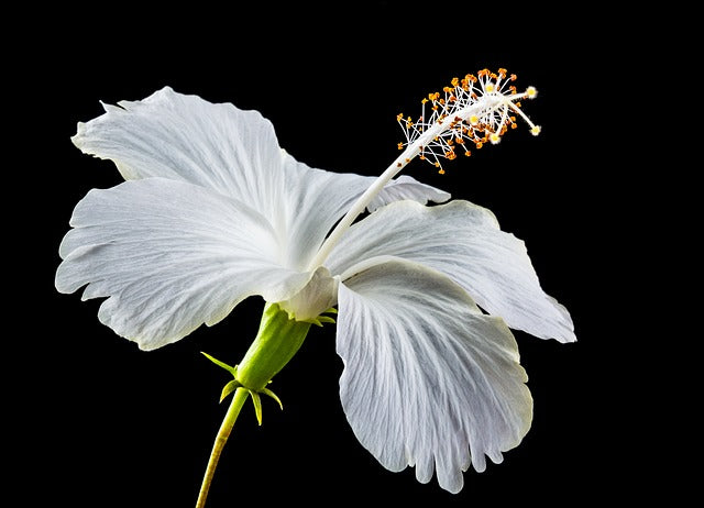 a hibiscus esculentus fontossága anti aging