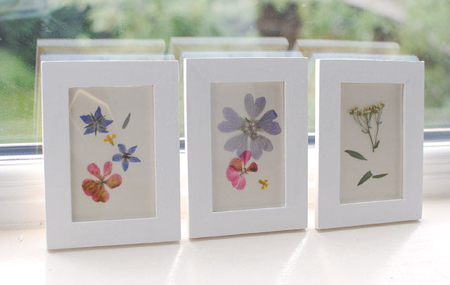 Framed Pressed Flower Art by Gwen McMullin