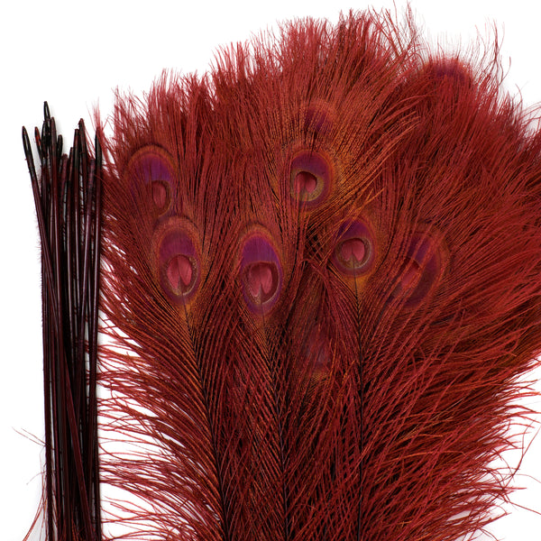 Zucker Peacock Tail Eyes Bleached Dyed Feathers Burgundy The