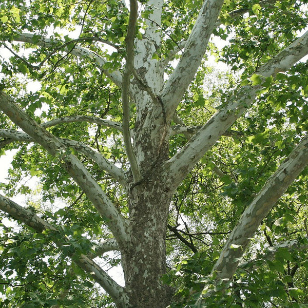 American Sycamore Tree Northern Ridge Nursery