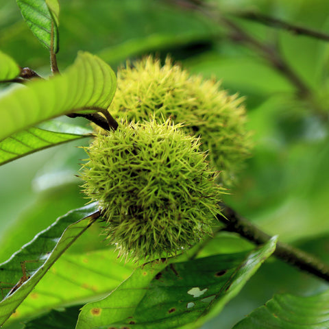 Chinese Chestnut Tree (2 Pack)