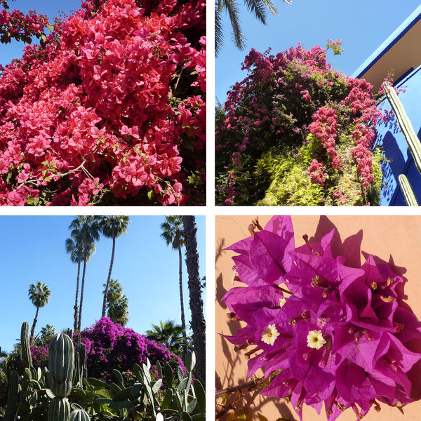 Pink and purple Borgainvillea in Morocco