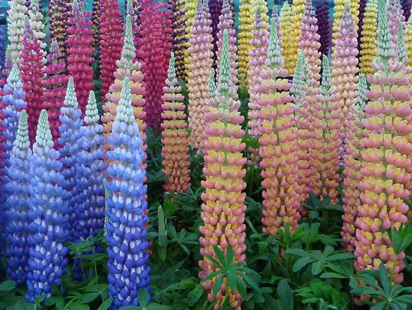 Lupins at Chelsea Flower Show